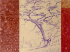 mountain pine, pastel blyant, tegning, drawing
