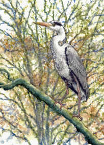 Heron. Watercolour © Steen Malberg