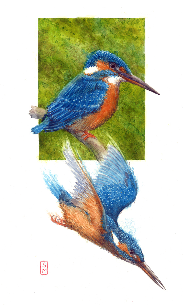 flyvende isfugl, dykkende isfugl, illustration