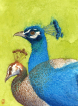 Peacocks, watercolour