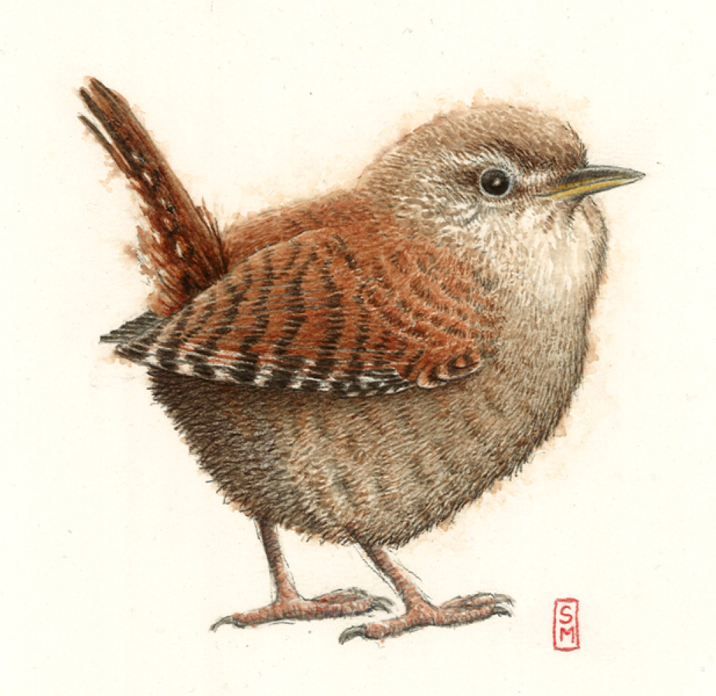 wren, watercolour