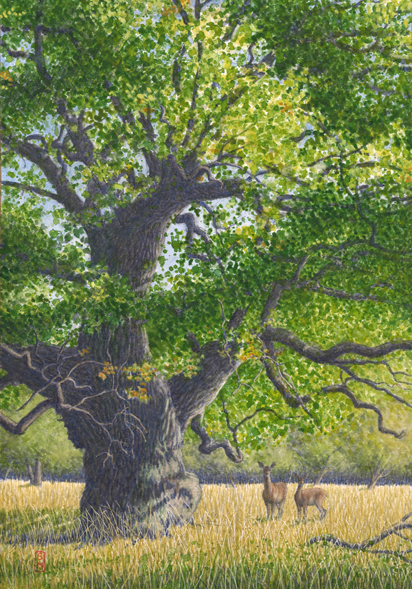 oak, old oak, forrest, park, wood, animal, tree