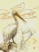 Pelikaner, Pelicans, wartercolours