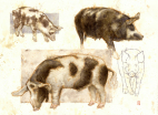 Grise. Sortbroget Dansk Landrace. Akvarel, oprindelige husdyr, orne, so, søer, smågrise, flirtende flirting, Pigs . Black Pied Danish Landrace . Watercolor , indigenous animals , boar , sow, sows, piglets