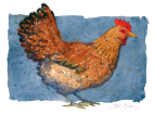 Chicken - henn - watercolour