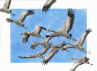 Cranes, flying, watercolour