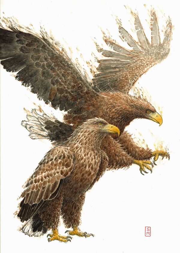flying sea eagle, landing sea eagle, 