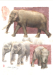 Male elephant, baby elephant