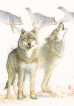 Ulv, wolf, wolves, howling, hylende, watercolour, akvarel, tegning, drawing