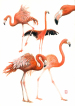 Flamingoes, watercolour, akvarel