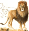 Lion, watercolour, løve, akvarel