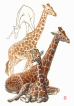 giraffe, giraffe, griraf, eating, spisende, liggende, laying, calf, kalv, watercolour