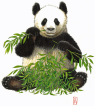 Panda eating,  bamboo, bambus, watercolour, akvarel
