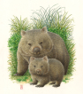 akvarel, pungdyr,  marsupial, watercolour, baby, cub, unge. mor, mother