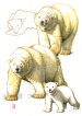 Polar bear, Isbjørn, walking, gående, cub, unge, watercolour