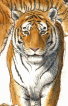 Tiger, watercolour, akvarel