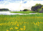Engen, Lille Lyngby ved Arresø. Akvarel, gule iris, meadow lake Arresø, watercolour, yellow irises
