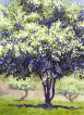 Flowering hawthorn, watercolour, guache, spring, forår, forsommer, early summer