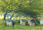 Beehives, watercolour, bees, bier