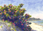 Hornbæk Strand, Akvarel, Strandroser watercolour, beach roses new impressionism