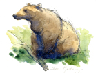 brown bear, watercolour, life sketching