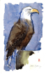 Bald headed eagle, watercolour