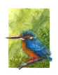 Common king fisher, watercolour, bird