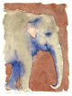 Asian, Indian elephant, watercolour