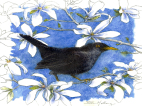 Blackbird , watercolour, bird, fugl