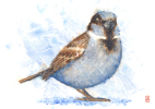 House sparrow, watercolour, bird, fugl