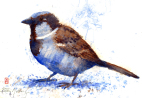 House sparrow, watercolour, bird, fugl