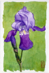 Blue iris, watercolour