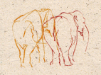 elefant bagdel, numse, elephant bottum, behind, drawing, paper, made from elephant dung