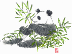 Panda, tegning, drawing, eating bamboo, spiser bambus