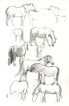 Horse, horses, drawing, pencil, black & white, Tegning, blyant, sort hvid,